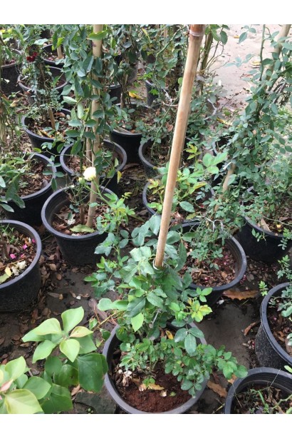 Саженцы розы Твист в контейнере